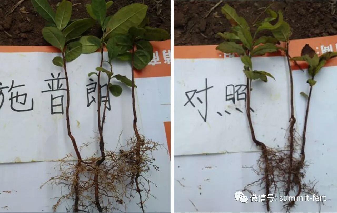 1,施肥前茶树幼苗长势差,底部根系发黑腐烂,不生长