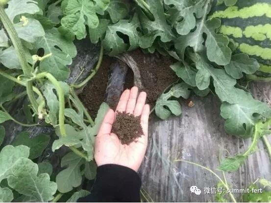 從上圖我們可以看見住商肥料西瓜肥對這些土壤問題可以得到有效解決